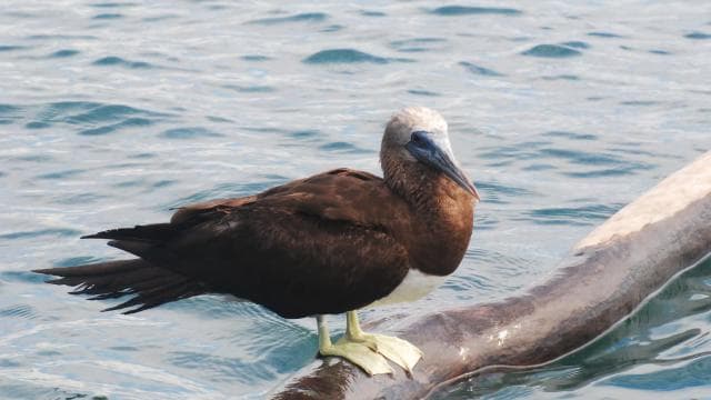 Marino Ballena National Park: Watching Whales and Dolphins