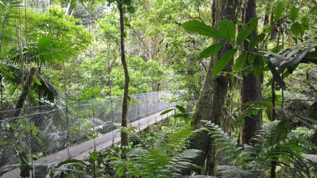 Arenal Hanging Bridges Half-Day Tour from La Fortuna