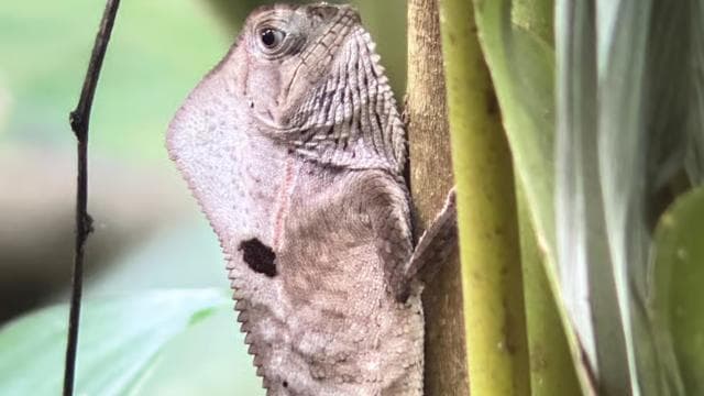Manuel Antonio National Park Hike