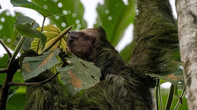 La Fortuna: Sloth Watching Tour