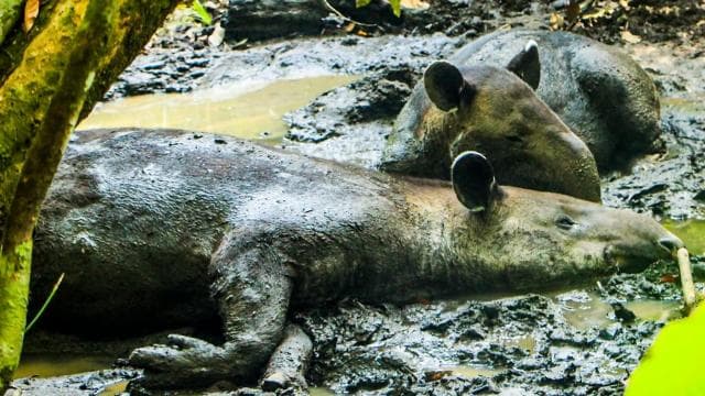 Corcovado National Park - Sirena Station - 1 night stay