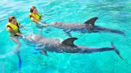 Punta Cana: Dolphin Explorer Park Entry, Swim, or Encounter