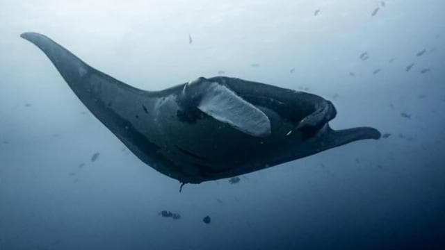 Tamarindo: Discover Scuba Diving at Catalina Islands