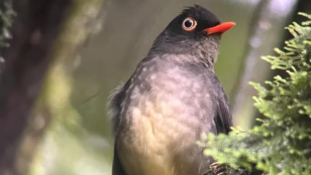 Monteverde cloud forest preserve tours