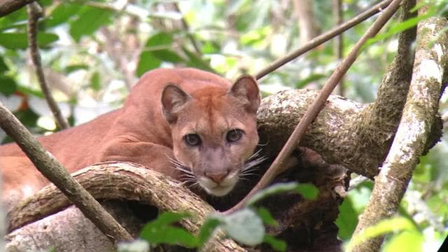 Corcovado National Park: Adventure Tour Overnight - 2 Days