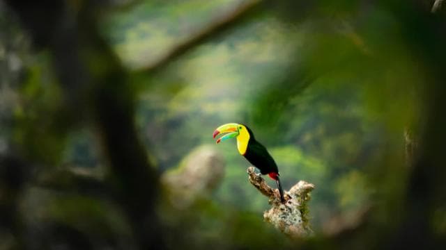 Monteverde Cloud Forest: Curicancha Reserve Nature Tour