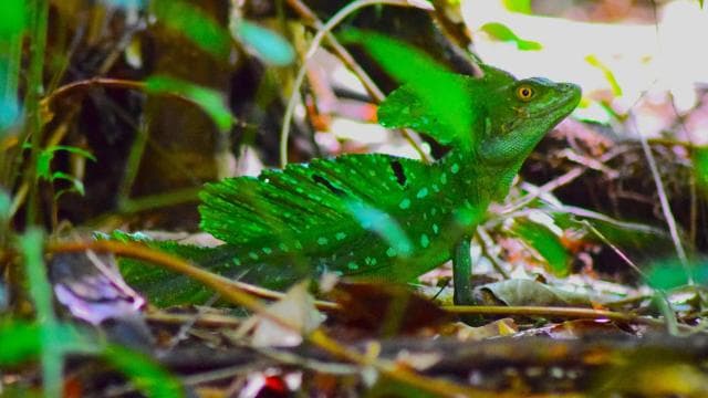 Canoe, night and day hike in Tortuguero National Park