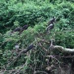 Package Birding 7 Days “Bird Watching”