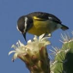 Private Birding Tours of the Dominican Republic