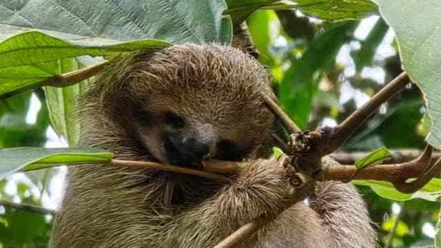 Costa Rica: Sloth Tour at Juan Castro Blanco National Park - Dominican Republic