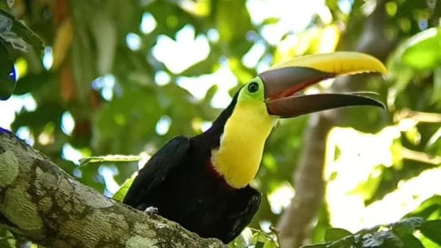 Quepos: Manuel Antonio National Park Guided Tour