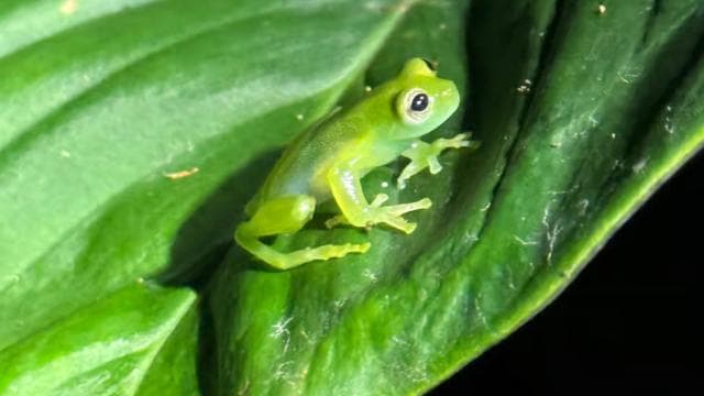 Limon: Night Walk & Rainforest Experience