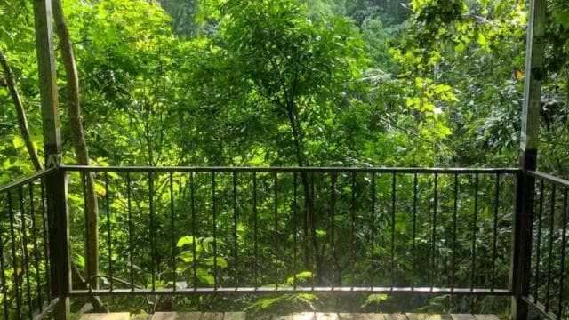 Puerto Rico: Gozalandia River Hiking and Waterfall Tour
