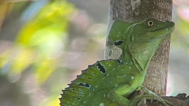 Cahuita: Walking Tour and Wildlife Sightseeing, Tour with Tour Guide