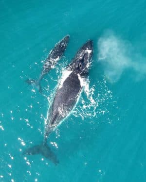Ultimate Whale Watching Adventure in Samaná Bay