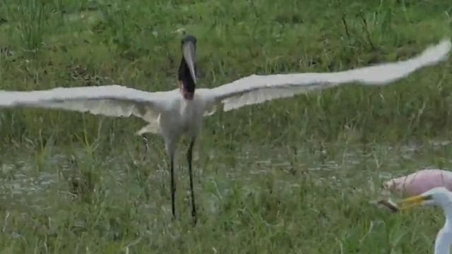 Caño Negro: rivers and lagoons: bird, flora and fauna tour