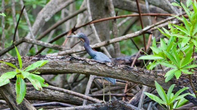Quepos: Damas Island Authentic Local Mangrove Boat Tour