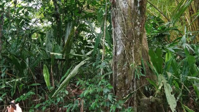 Punta Uva: Kayak and Sloth Watching Tour
