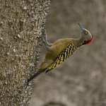 Package Birding 7 Days “Bird Watching”