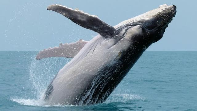 Uvita: Whales and Dolphins Watching Tour - Bahia Ballena