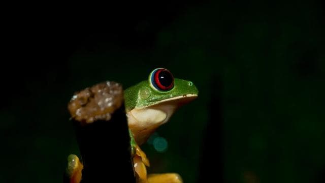 True Jungle Night Tour Manuel Antonio area