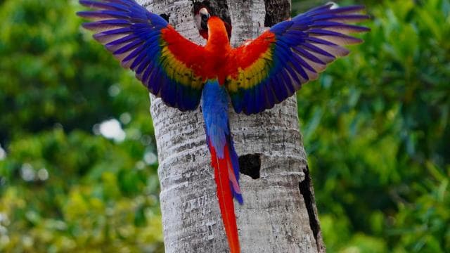 Manuel Antonio: Scarlet Macaw Tour with Professional Photos