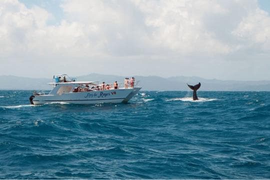 Punta Cana: Miches Whale Watching Catamaran Tour with Snacks
