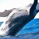 Punta Cana / Cap Cana: Excursion Whale Watching + Cayo Levantado (Private Tour )