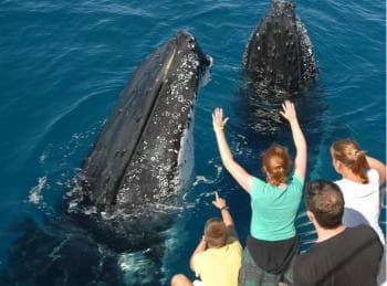Samana: Half Day Whale Watching Humpback Whale Watching
