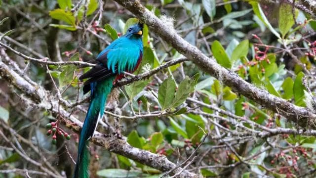 Monteverde: Cloud Forest Guided Walk