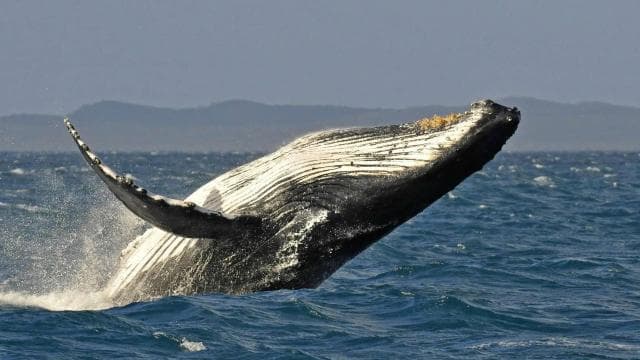 Uvita: Private Marino Ballena Boat Cruise Whales & Dolphins