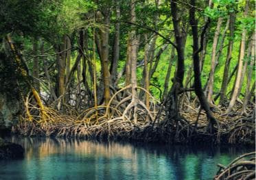 Santo Domingo: Los Haitises & Cayo Levantado Island
