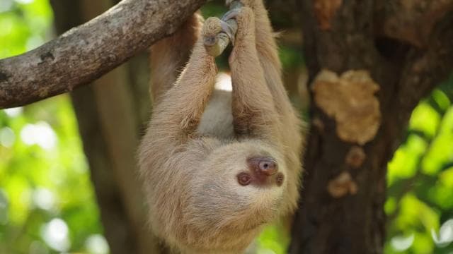 Diamante Eco Adventure Park: Wildlife Sanctuary Pass