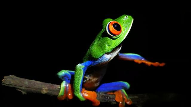 La Fortuna: Chocolate tour and Night walk Don Juan Arenal