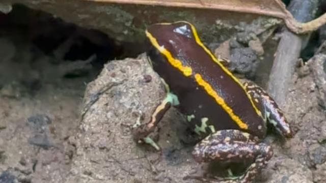 Cahuita: Walking Tour and Wildlife Sightseeing, Tour with Tour Guide