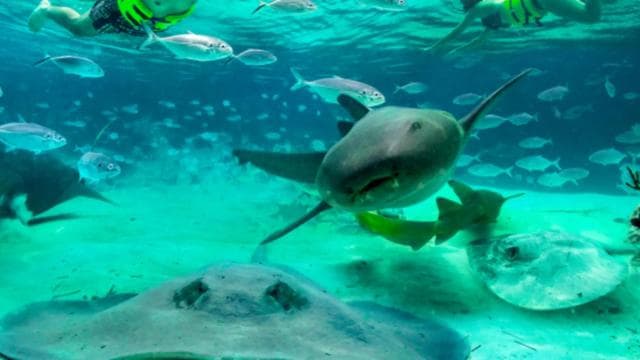 Punta Cana: Dolphin Action Program