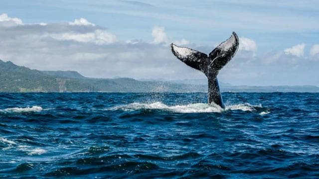 Miches : Private Whale Watching Samana bay