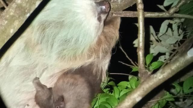 Monteverde Hanging Bridges and Night Walk Tour