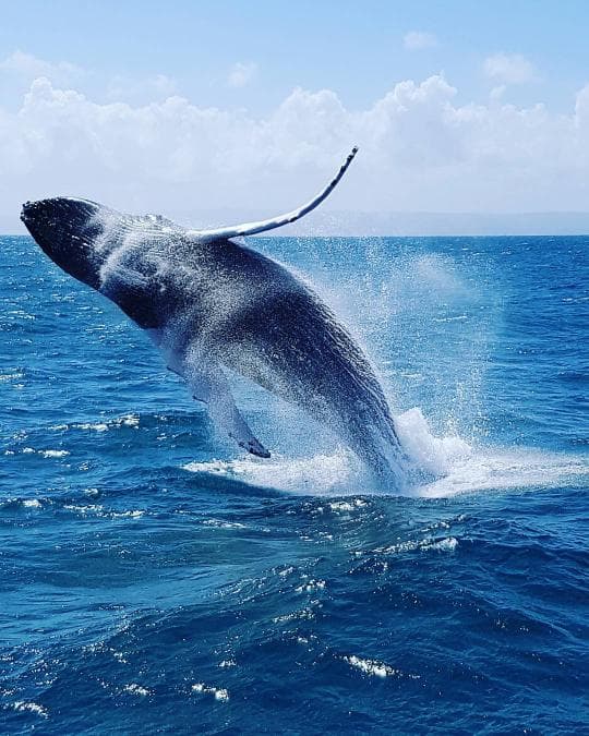 Miches Whale Watching + Laguna Limón Kayaking Tour — Meeting Point in Miches