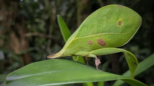 Monteverde: Night Walk in the Magical Forest