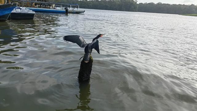 Canoe, night and day hike in Tortuguero National Park