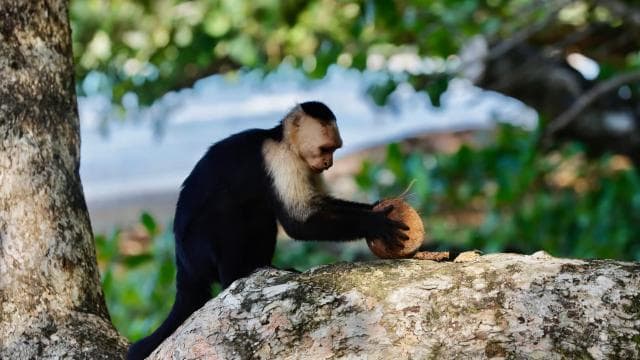 Cahuita national Park+Strand & Maratopia tropical garden