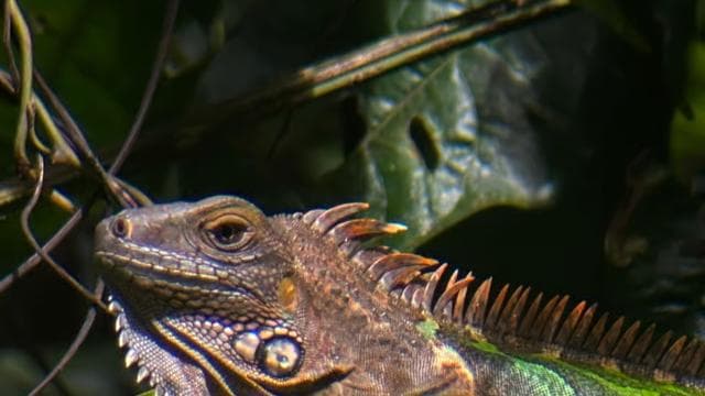 Quepos mangrove tour in Manuel Antonio by boat with monkeys
