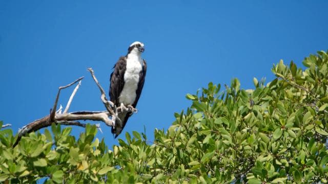 Tamarindo Estuary: Kayak Monkey Tour