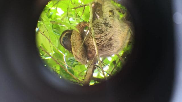 Cahuita: Sloth Watching Guided Tour in the Rainforest