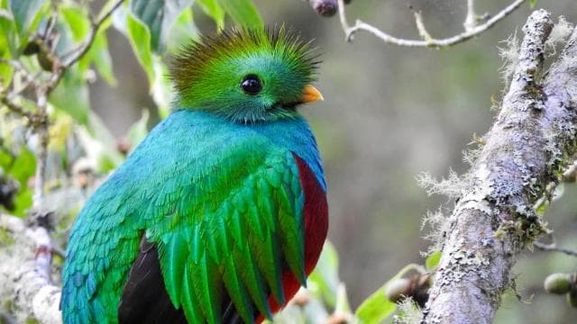 Quetzal: Costa Rica Birdwatching Experience - Los Quetzales