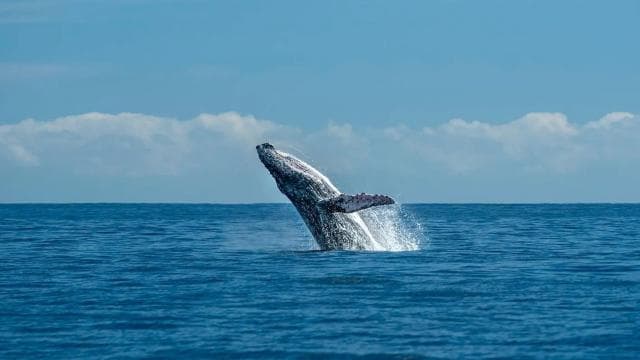 Uvita: Marino Ballena National Park Whale Watching Cruise