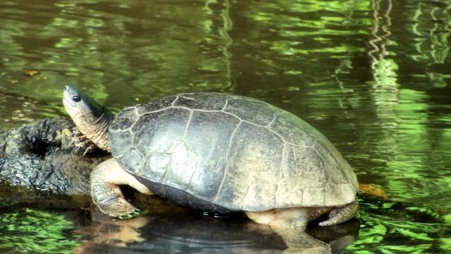 San Jose: Tortuguero Park Day Tour with Breakfast & Lunch