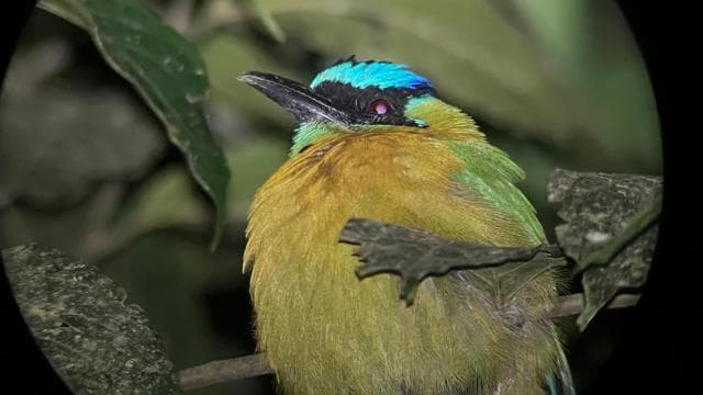 Full day excursion in the cloud Forest