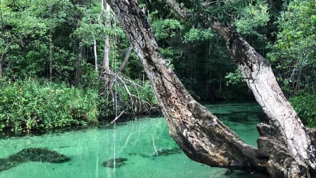 Punta Cana: Playa Rincon, Samana, & Cayo Levantado Day Trip - Dominican Republic